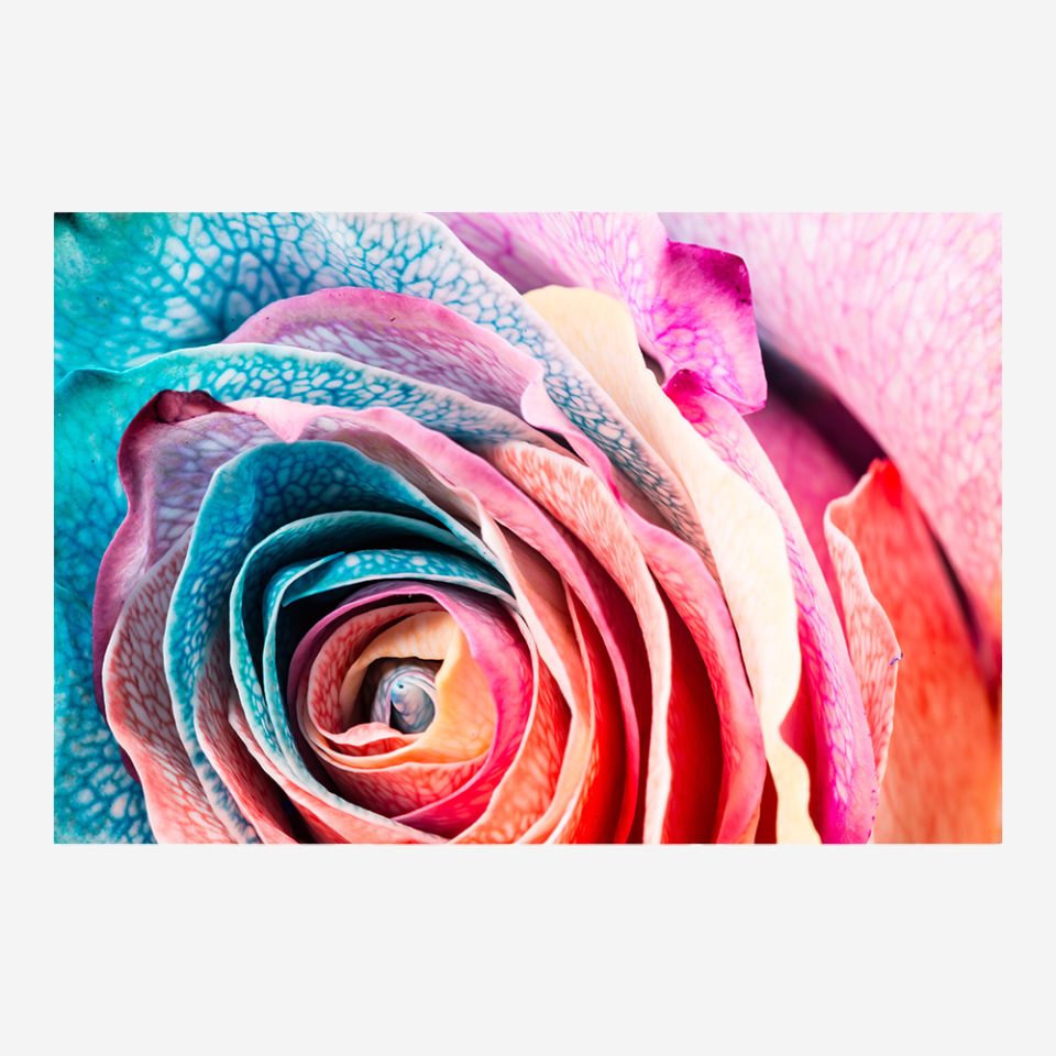 Стъклена картина - Colorful Rose