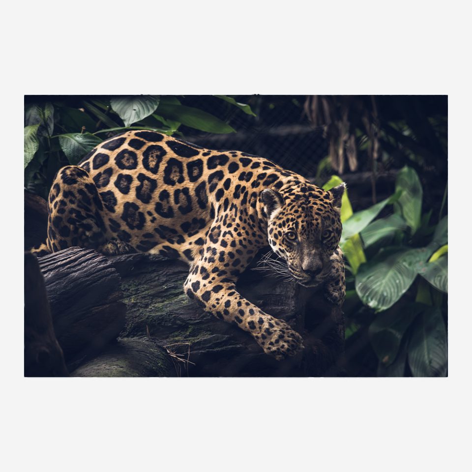 Стъклена картина - Jaguar
