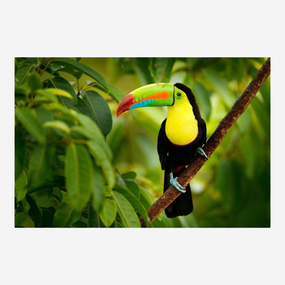 Стъклена картина - Toucan